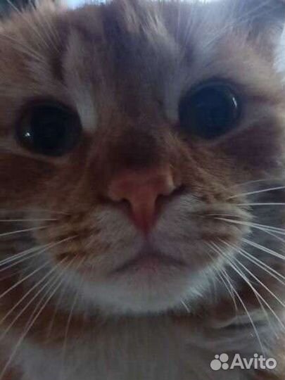 Шикарный кот