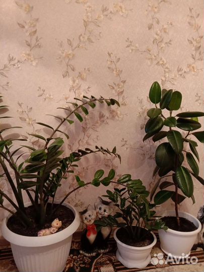 Замиокулькас