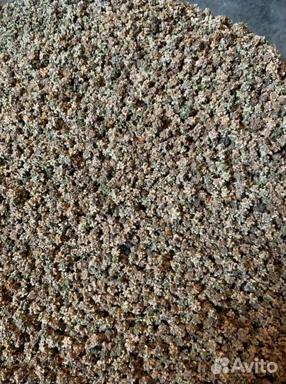 Семена кормовой свеклы