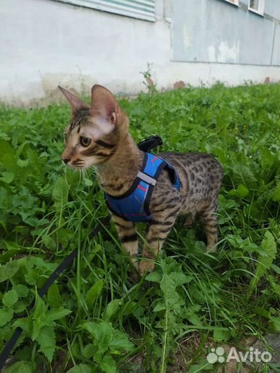 Котята саванна