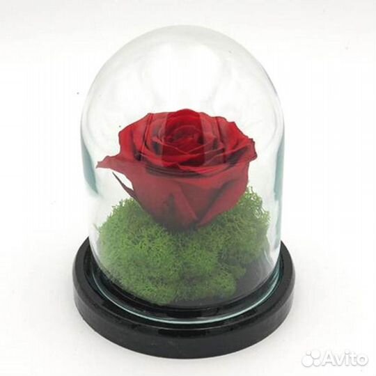 Роза в колбе