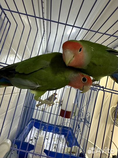 Попугай неразлучники