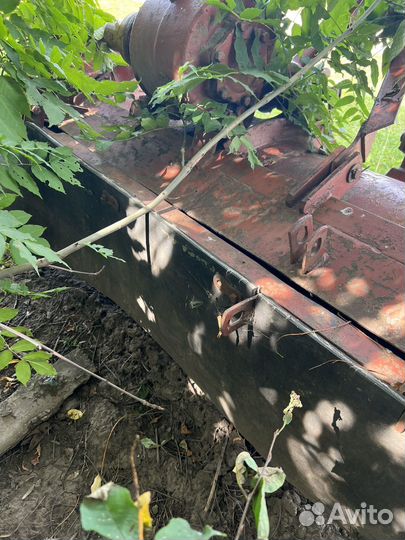 Болотная фриза