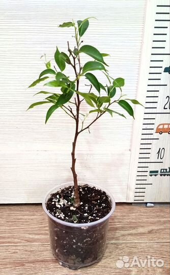 Фикус, пальма, перец комнатный острый