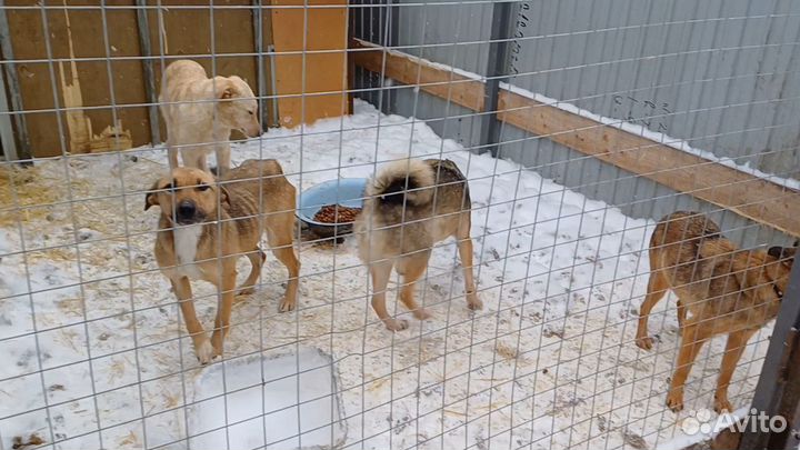 Собаки в беде