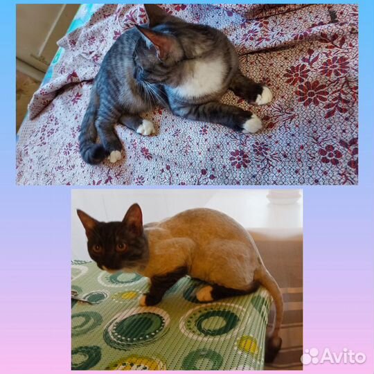 Груминг, стрижка собак, кошек. С выездом