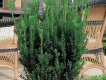 Растения Тисс средний Хилли (Taxus media Hillii)