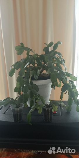 Декабристы или (шлюмбергера)