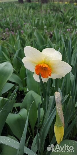 Коллекция нарциссов Семпре Аванти