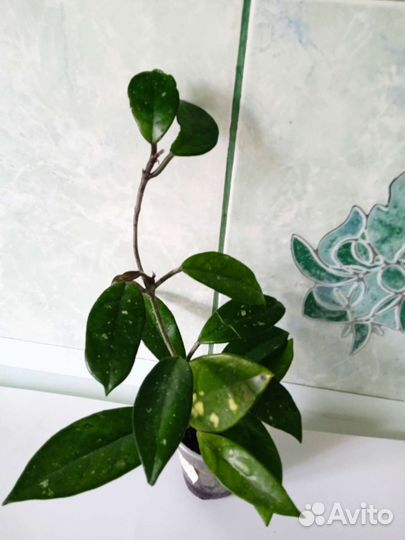 Укоренëнные хойи(Обновлено)