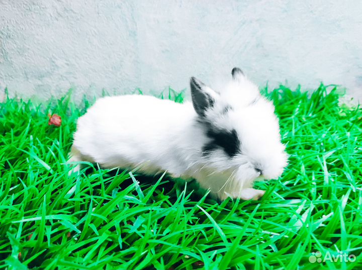 Карликовый кролик - самый маленький