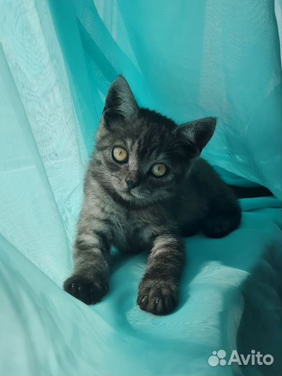 Котенок 2-2.5 месяца