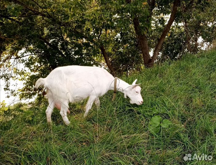 Коза дойная