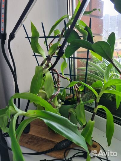 Золотой ус растение