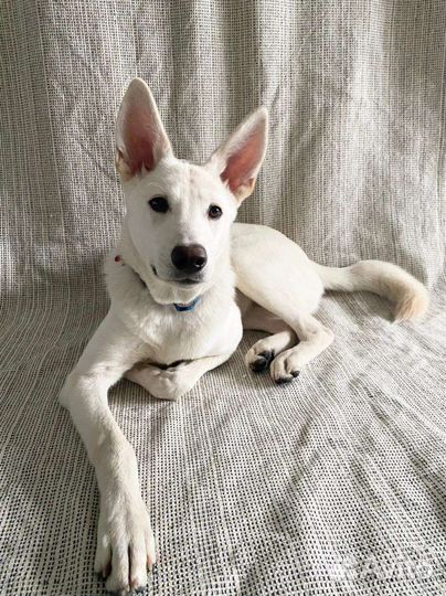 Север ищет дом