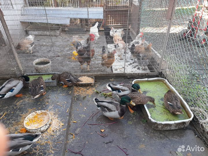 Подсадные утки (селезни)