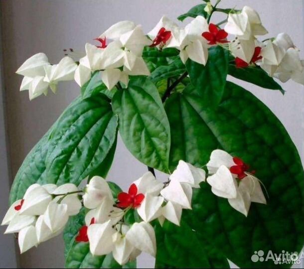 Клеродендрум томпсон