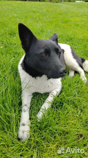 Щенок 10 месяцев хочет домой