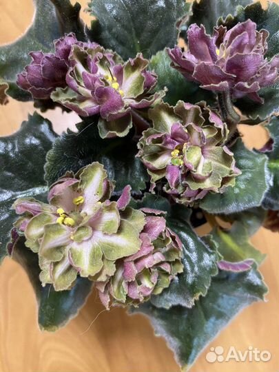 Фиалки детки