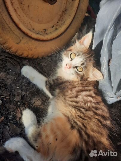 Отдам котят в добрые руки