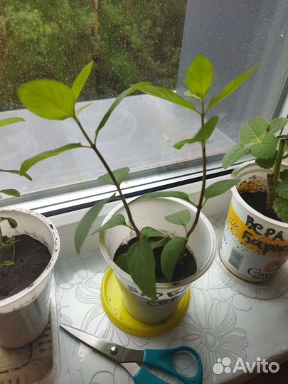 Мята (10 сортов)