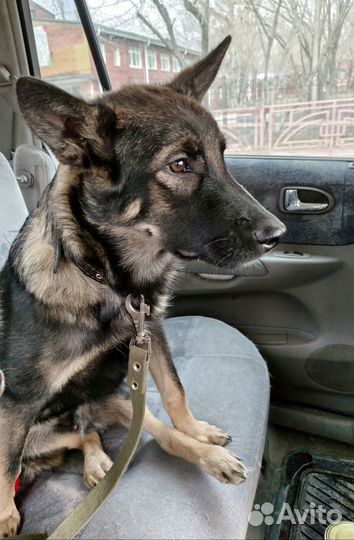 Щенок мальчик в добрые руки