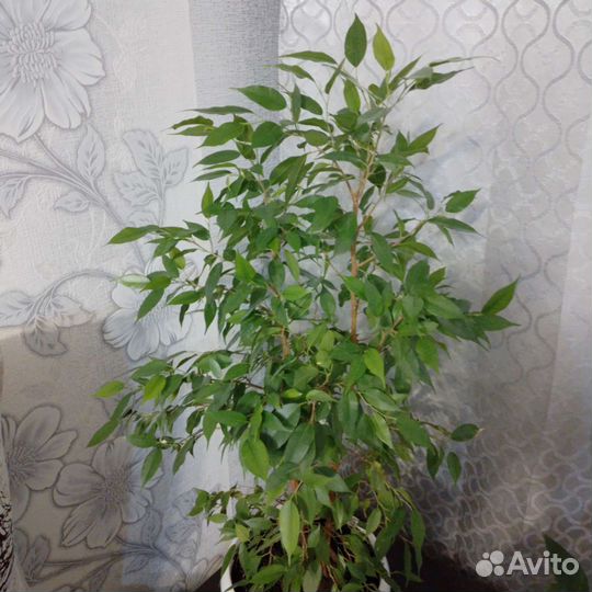 Фикус бенджамина