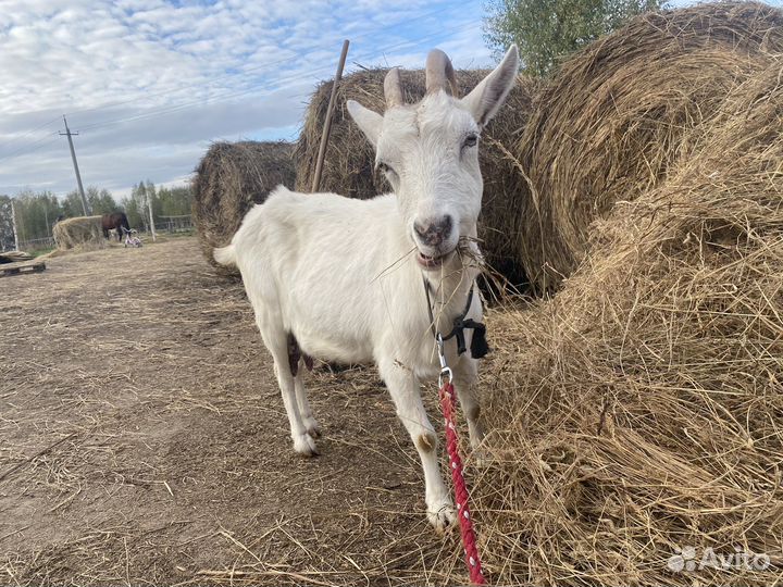 Продам козу