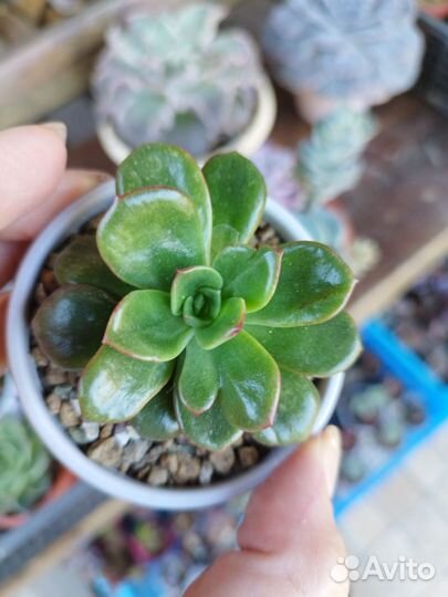 Эхиверия Tsukinishiki, тефрокактус