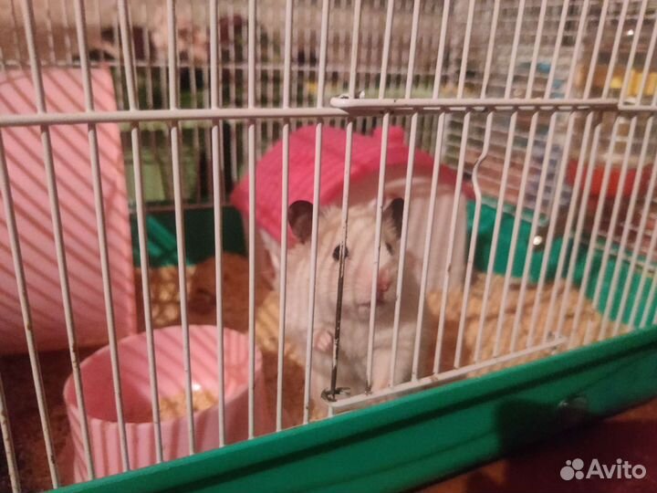 Сирийский и ангорский хомяки