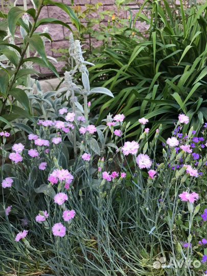 Цветы садовые