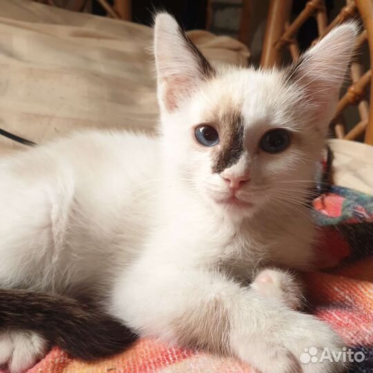 Кошка Милка, совсем котенок