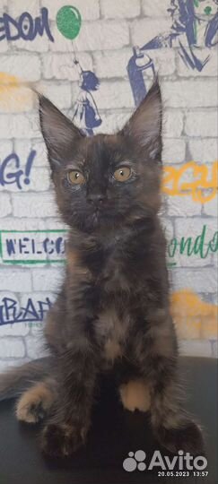 Кошки бесплатно