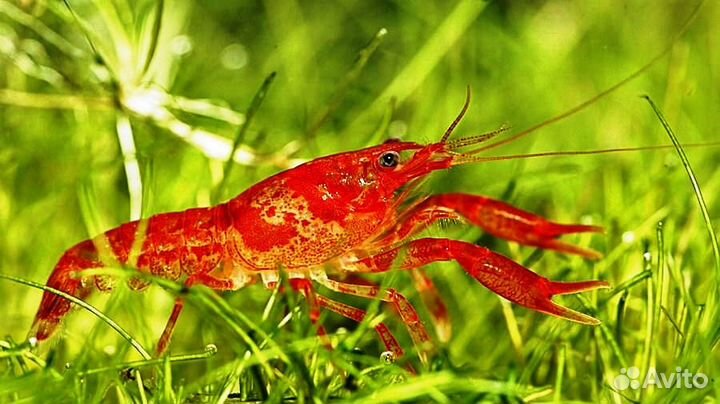 Аквариумы, оборудование, рыбки, растения, раки