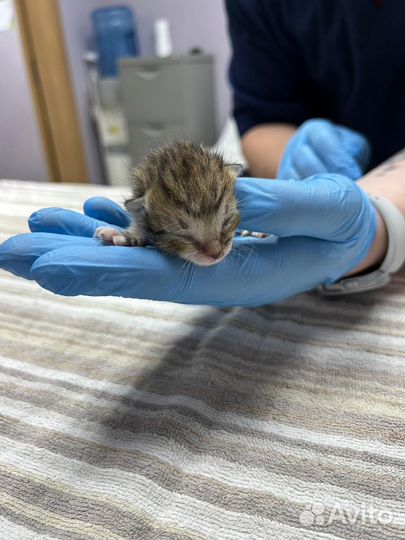 Отдам котят мальчик и девочка в добрые руки