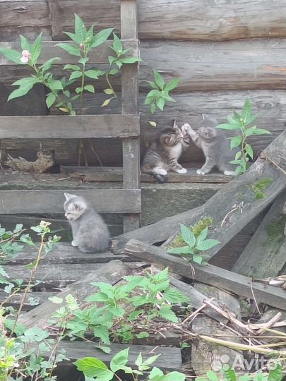 Котята в добрые руки бесплатно