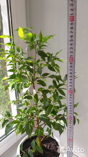 Фикус бенджамина большой