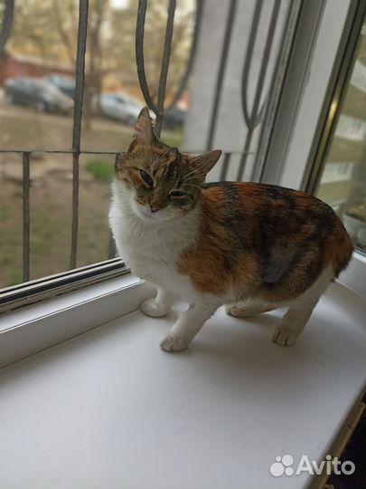 Кошечка в добрые руки