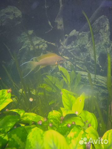 Аквариумные рыбки Принцесса Бурунди желтая Даффоди