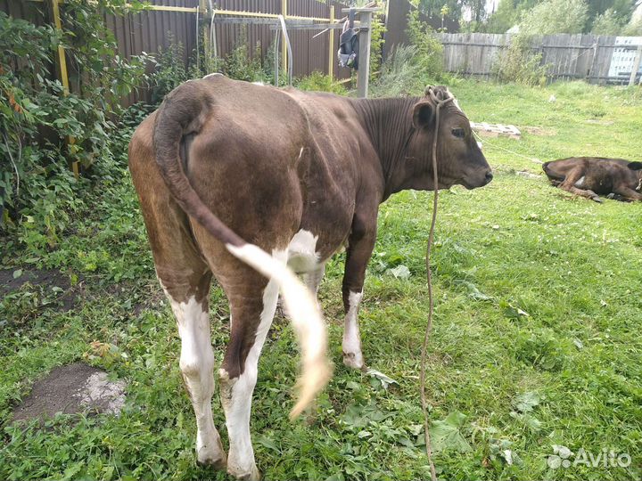 Корова и телка