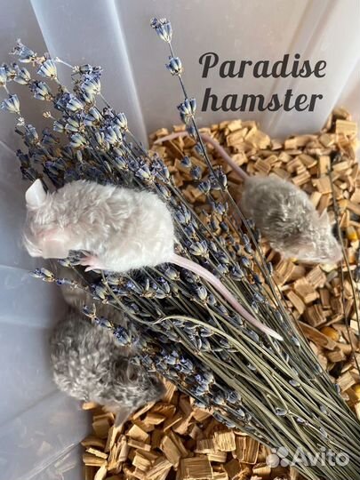 Мышки кучерявые