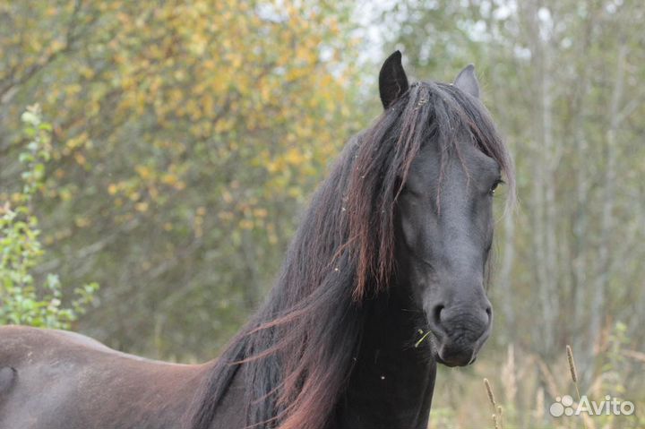 Фризский жеребец