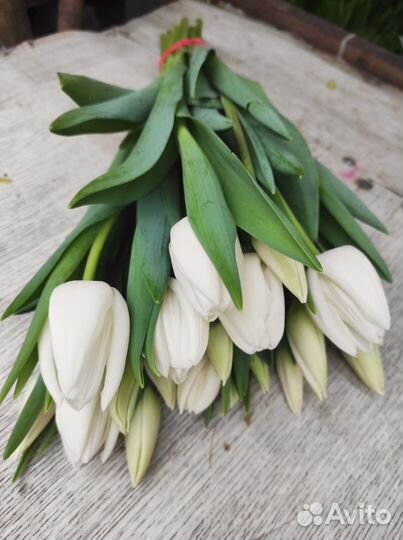 Луковицы тюльпанов