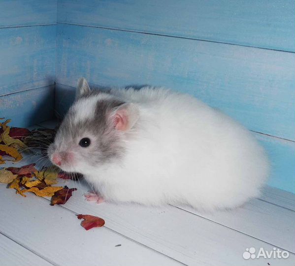 Элитные сирийские хомяки