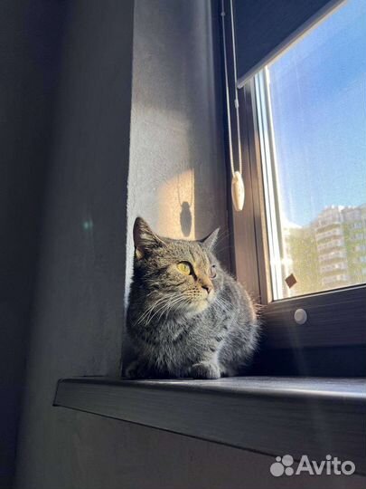 Кошка в дар бесплатно