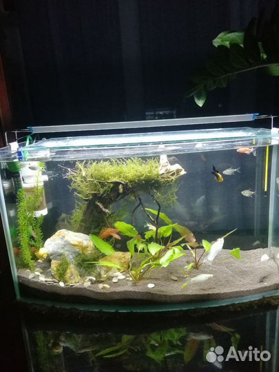 Аквариум
