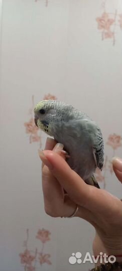 Птенцы волнистый попугай