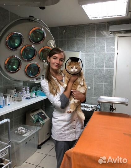 Ветеринарный врач на дом