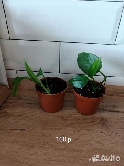 Сциндапсус