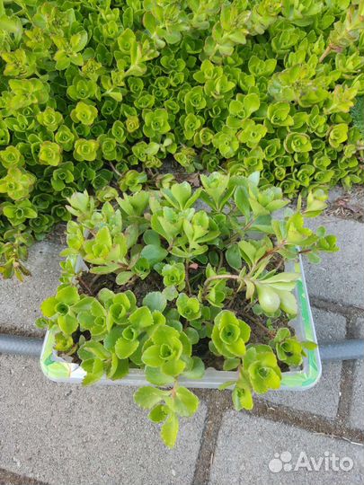 Многолетние почвопокровники очитки, гвоздика и др